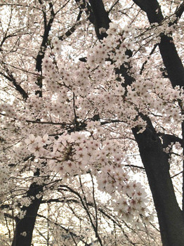 20120410桜.jpg