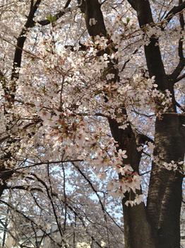 20120412桜1.jpg